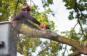 Tree Surgery Neston Tree Surgery Neston